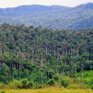 Palmeras de Ocol - Taulia Molinopampa