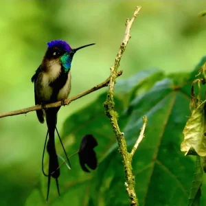 Observación de Aves en la Foresta de Gocta